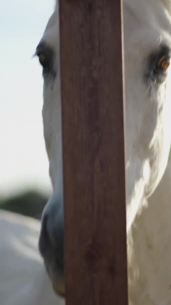フェンスの後ろのカメラを見ている白い馬のクローズアップ Fullhd垂直ビデオ — ストック動画