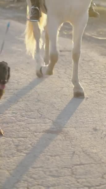 Manusia Mengambil Anjing Dan Kuda Untuk Berjalan Jalan Selama Matahari — Stok Video