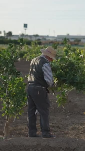 Farmář Pracující Pomerančových Polích Prořezává Stromy Zlatá Hodina Fullhd Vertikální — Stock video