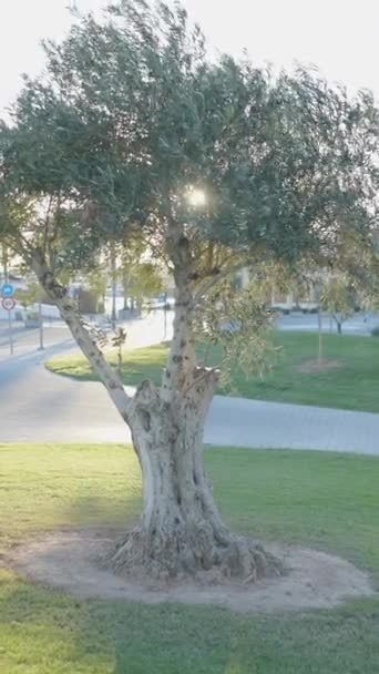 バレンシア スペインのバレンシアの夕方の日光で道路によってよく愛された芝生の木 フルHd垂直ビデオ — ストック動画