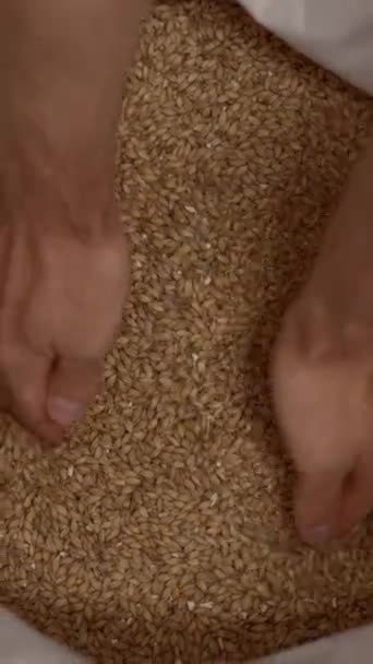 Hands Taking Pouring Barley Malt Grain Bag Brewery Concept Overhead — Stock Video