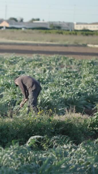 Farmer Está Usando Azada Para Limpiar Las Malas Hierbas Plantación — Vídeos de Stock