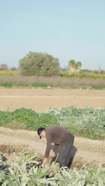Middle Aged Man Working Artichoke Plantation Hoe Fullhd Vertical Video — Stock Video