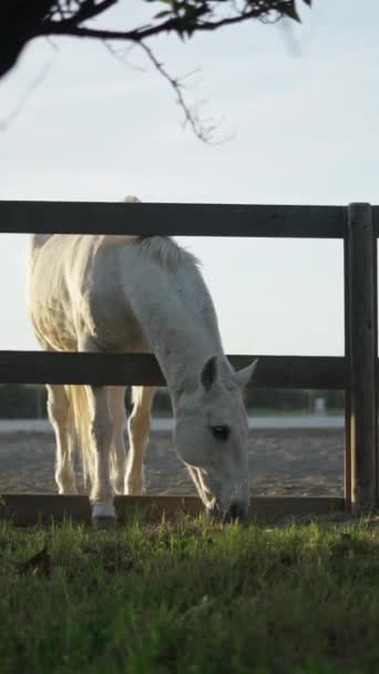 Cavallo Sta Pascolando Dietro Recinzione Nel Recinto Esce Quando Fatto — Video Stock