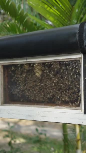 Бджоли Літають Навколо Коробок Інші Бджоли Виробляють Мед Fhd Вертикальне — стокове відео