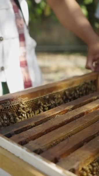 Δύο Ασιάτες Μελισσοκόμοι Βγάζουν Πάνελ Των Μελισσών Από Κουτί Στην — Αρχείο Βίντεο