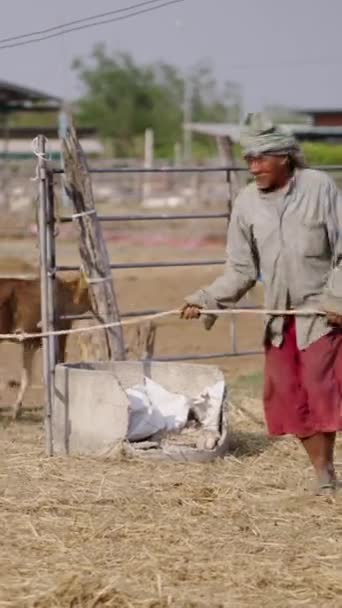 一名男子驾驶牛进入泰国农场 Fhd垂直录像 — 图库视频影像