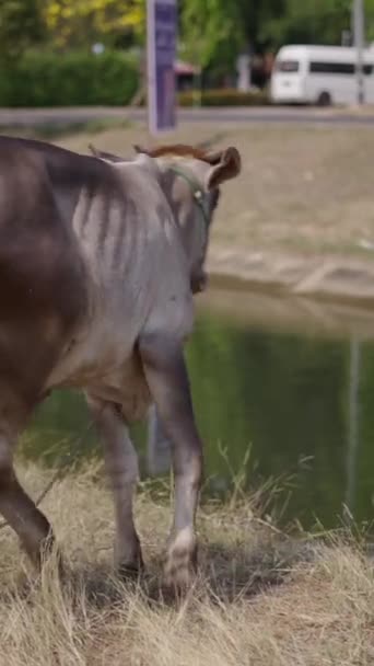 Vache Flânant Long Une Rivière Urbaine Fhd Vidéo Verticale — Video
