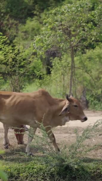 Vacas Marrons Passeiam Por Campo Tailândia Fhd Vídeo Vertical — Vídeo de Stock