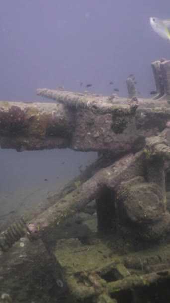 金丝雀在沉没的战争坦克上游泳的浅滩 Fhd垂直录像 — 图库视频影像