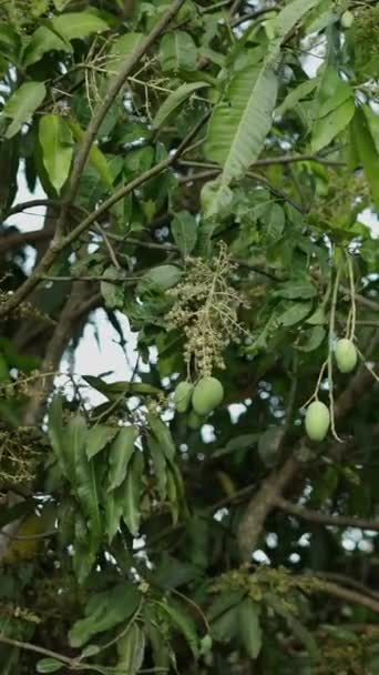 Çeşitli Mango Meyveleri Olan Bir Mango Ağacı Planı Dikey Fhd — Stok video