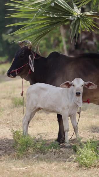 Una Vaca Con Buey Lado Fhd Vídeo Vertical — Vídeo de stock