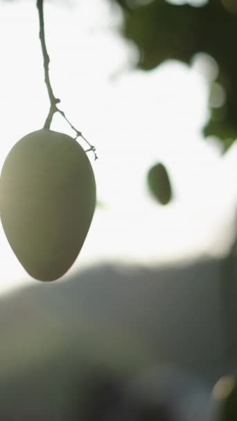 Mango Visí Stromě Při Západu Slunce Thajsku Vertikální Fhd Video — Stock video
