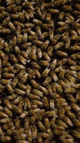 チェンマイの農場でミツバチでいっぱいの養蜂パネルのクローズアップ Fhd垂直ビデオ — ストック動画