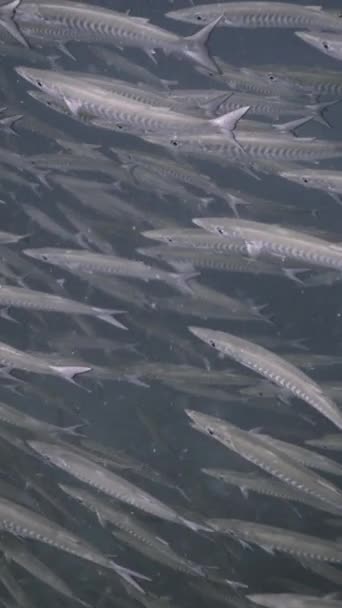 Several Number Barracuda Swimming Sea Koh Tao Fhd Vertical Video — Stock Video