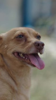 İspanya 'da bir ormanda bir köpeği elle okşayan bir adam - İspanyol geleneksel yiyeceği Dikey