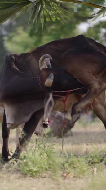 Uma Vaca Coça Perna Com Língua Fhd Vídeo Vertical — Vídeo de Stock