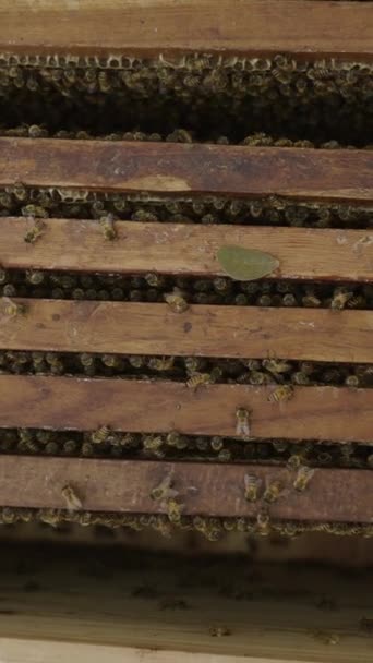 Dumanlı Arıcılık Kutusundaki Arıların Görüntüsü Fhd Dikey Video — Stok video