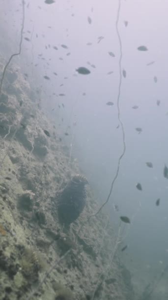 Shot Bottom Sea Fish Swimming Coral Fhd Vertical Video — Stok Video