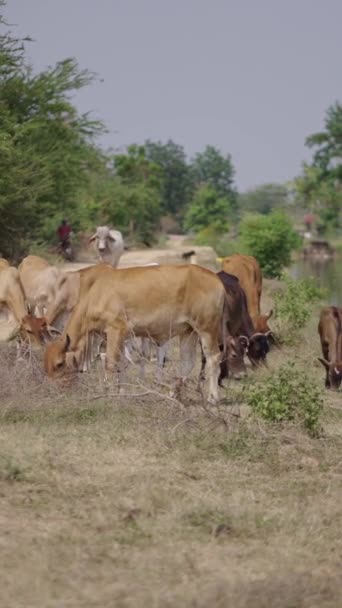 几头奶牛在河边吃草 Fhd垂直录像 — 图库视频影像