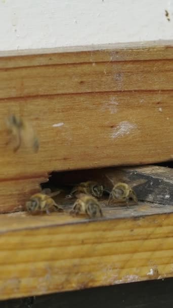 Gruppe Von Bienen Die Einem Loch Ein Und Ausgehen Fhd — Stockvideo