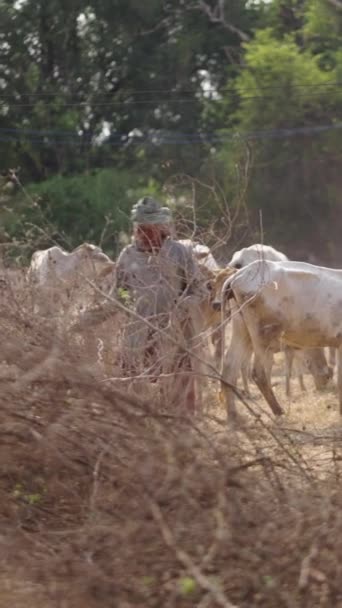 亚洲牧人和他的牲畜在泰国 Fhd垂直视频 — 图库视频影像
