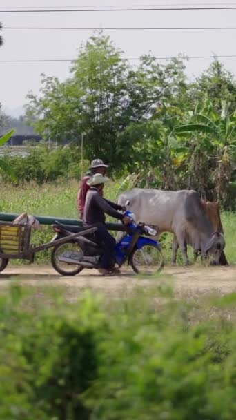在田野里 一个骑摩托车的男人坐在另一个男人和奶牛旁边 Fhd垂直录像 — 图库视频影像