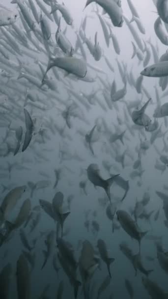 Большая Стая Сфирены Плавает Вместе Тайских Водах Fhd Вертикальное Видео — стоковое видео