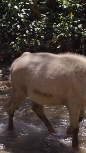 Une Mère Bubalus Bubalis Son Veau Traversant Rivière Asie Vidéo — Video