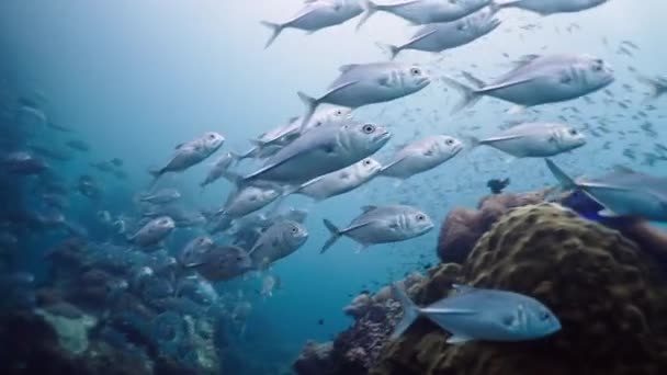 深さで泳ぐシューズドカランクスのショール 4K水平ビデオ — ストック動画