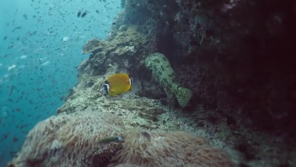Siganus Punctatus Nadando Torno Peixes Corais Horizontal Vídeo — Vídeo de Stock