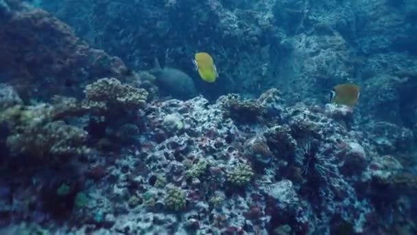 小さな魚の間で泳ぐチェテトドン ヴェーゼンとシナヌス ピュラトゥス 水平ビデオ — ストック動画