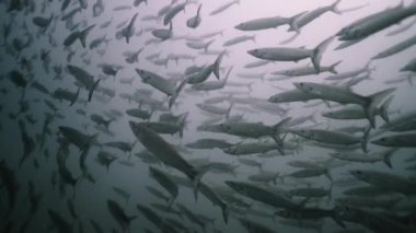 Koh Tao açıklarında yüzen barakuda sürüsü - 4K Yatay video
