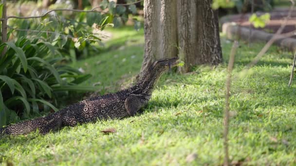 모니터 도마뱀은 잔디에 밖으로 체육관 — 비디오
