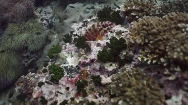 Punta Nera Sigano Punctatus Nuotano Una Barriera Corallina Video Orizzontale — Video Stock