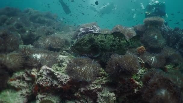 一个奇怪的石斑鱼在海里游泳 4K水平视频 — 图库视频影像
