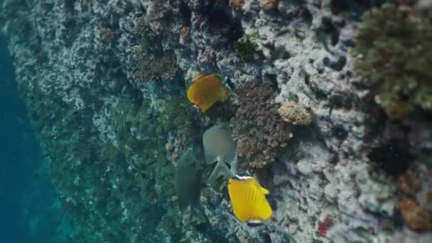 Ett Par Siganus Punctatus Utforska Korall Horisontell Video — Stockvideo