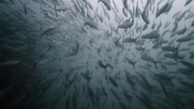 Tayland sularında birlikte yüzen büyük bir Sphyraena sürüsü - 4K Yatay video