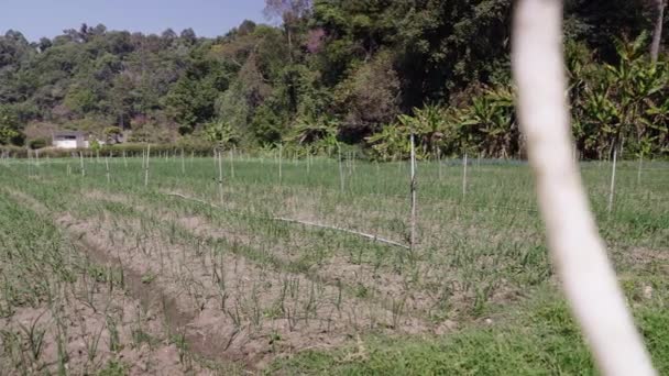 Thai Növénytermesztés Előtérben Öntözött Gumókkal Horizontális Hagyományos Életmód — Stock videók