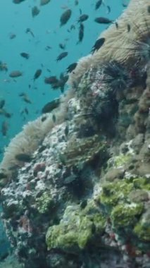 Etrafında balıklar olan mercanlarda güzel şakayıklar - FullHD dikey video