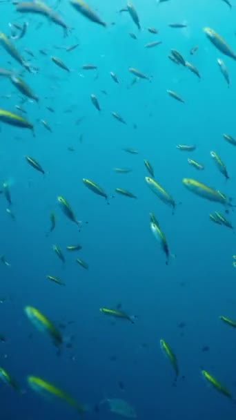 Duża Szkoła Ryb Pterocaesio Pływać Darmo Fullhd Vertical Wideo — Wideo stockowe