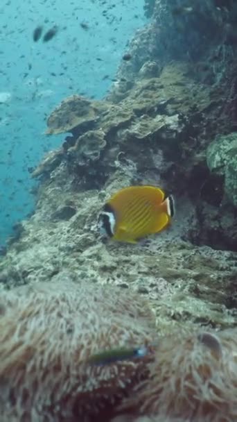 Ένα Siganus Punctatus Κολύμπι Γύρω Από Ψάρια Και Κοράλλια Fullhd — Αρχείο Βίντεο
