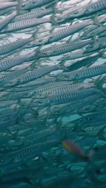 Een Grote Groep Barracuda Die Samen Zwemmen Fullhd Vertical Video — Stockvideo