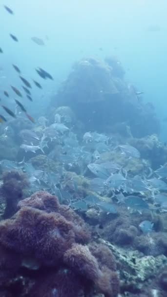 Olika Typer Fisk Samexistera Simma Bland Koraller Fullhd Vertikal Video — Stockvideo