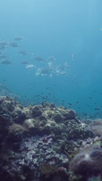 Pływanie Ławicami Różnych Ryb Głębinach Tajlandii Fullhd Vertical Video — Wideo stockowe