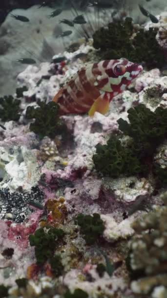 ブラックチップとサンゴ礁で泳ぐサンゴのパンツ フルHd垂直ビデオ — ストック動画
