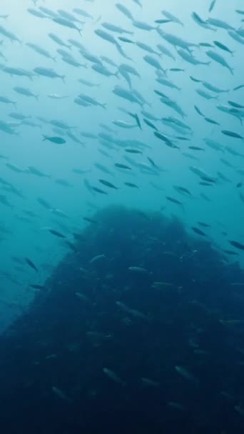 Εκατοντάδες Ψάρια Κολυμπούν Ελεύθερα Κάτω Από Θάλασσα Fullhd Vertical Video — Αρχείο Βίντεο
