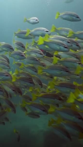 Een Grote Groep Lutjanus Vitta Die Samen Zwemmen Fullhd Verticale — Stockvideo