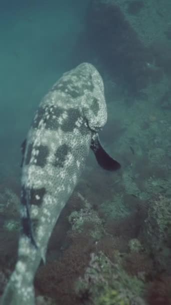 Ryba Rodziny Serranidae Pływa Wśród Małych Ryb Fullhd Pionowe Wideo — Wideo stockowe