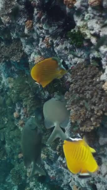 Par Siganus Punctatus Explorando Coral Fullhd Vertical Vídeo — Vídeo de Stock